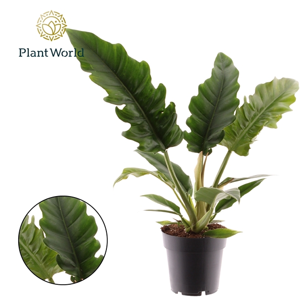 <h4>Philodendron Narrow Escape Feel Green</h4>