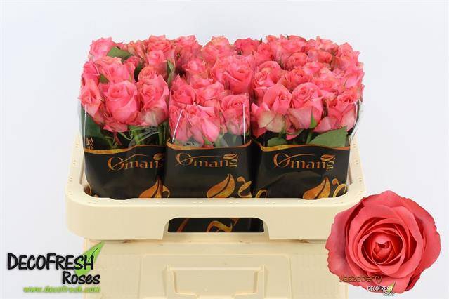 <h4>R Gr Jazzeberry Omang</h4>