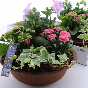 ARR TUINPLANTEN