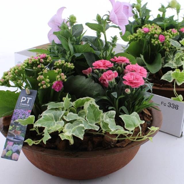 <h4>ARR TUINPLANTEN</h4>