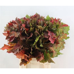 Querc Rubra Natural 80 Cm