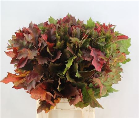 <h4>Querc Rubra Natural 80 Cm</h4>