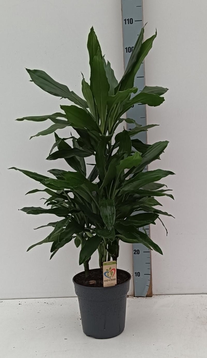 <h4>DRA DE J LIND</h4>