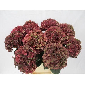 HORT MAGICAL RUBYRED CLASSIC