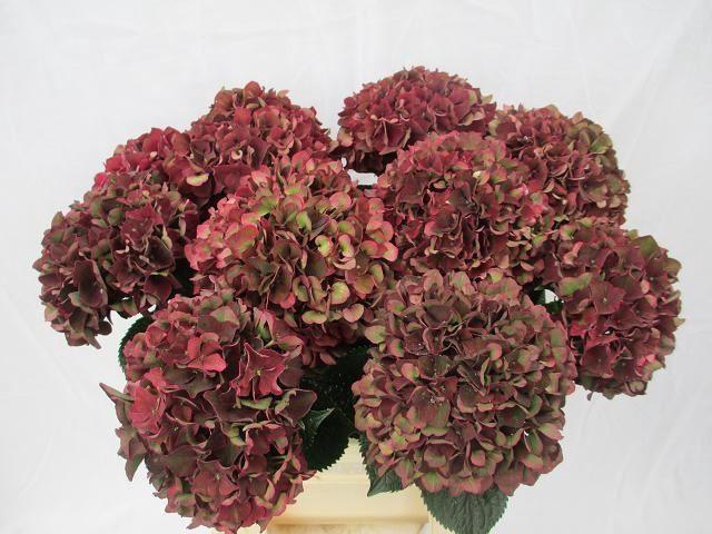 <h4>HORT MAGICAL RUBYRED CLASSIC</h4>