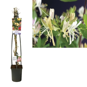 Lonicera per. 'Belgica Select' +light label