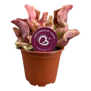 SARRACENIA OV