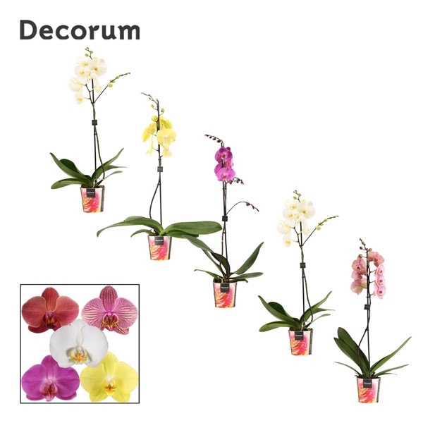 Phalaenopsis 1 tak 9+/vertakt mix lang (Decorum)