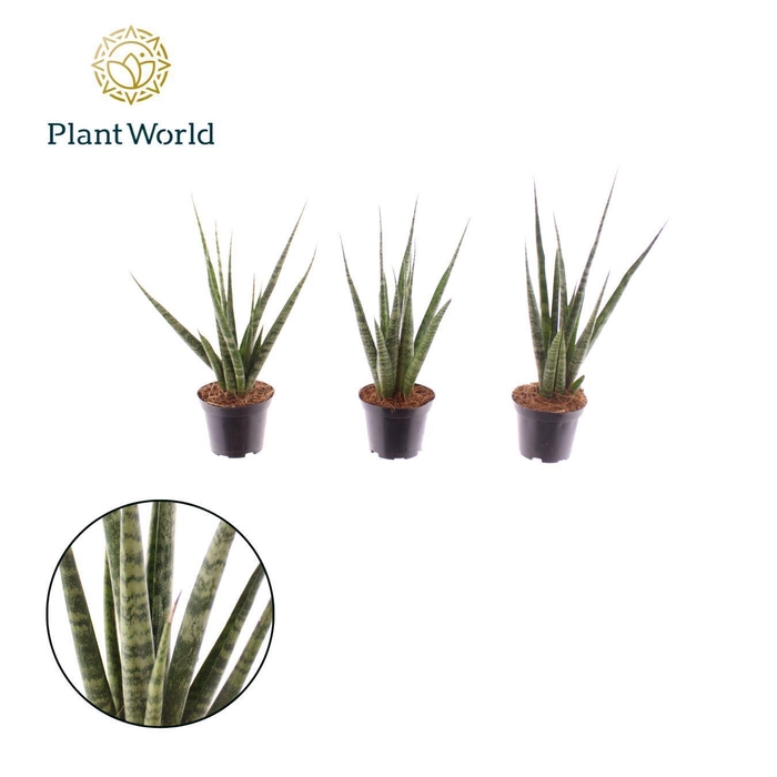 <h4>Sansevieria 'Digitorum'</h4>