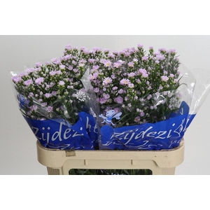 Aster Claudia