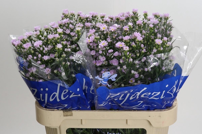 <h4>Aster Claudia</h4>