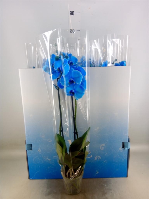 <h4>Phalaenopsis   ...</h4>