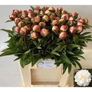 PAEO L GARDENIA