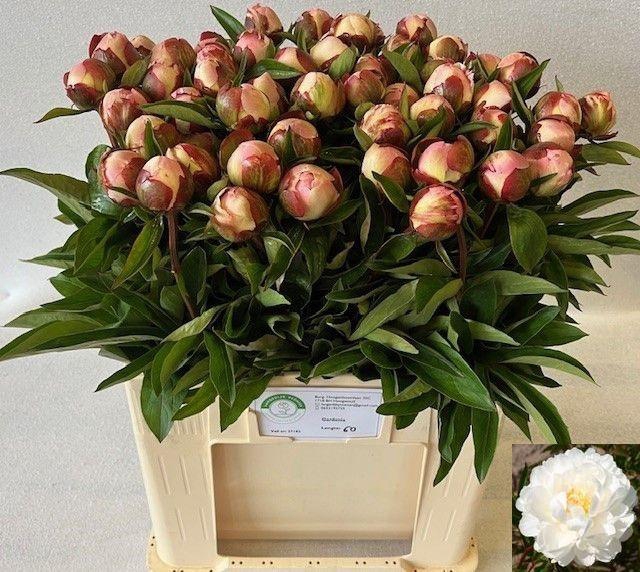 <h4>PAEO L GARDENIA</h4>