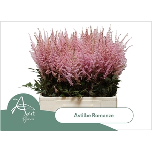 Astil C Romanze