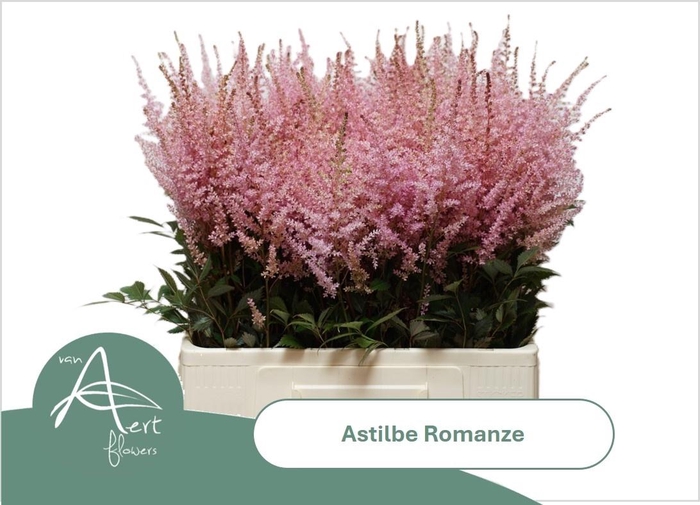 <h4>Astil C Romanze</h4>