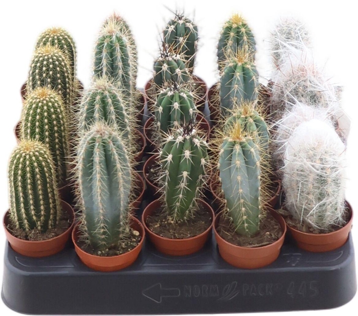 <h4>Cactus Gemengd Zuil</h4>