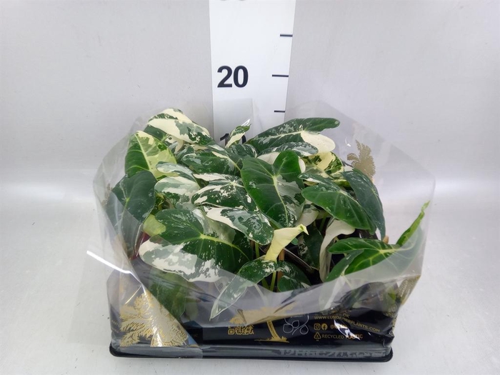 <h4>Alocasia ...</h4>