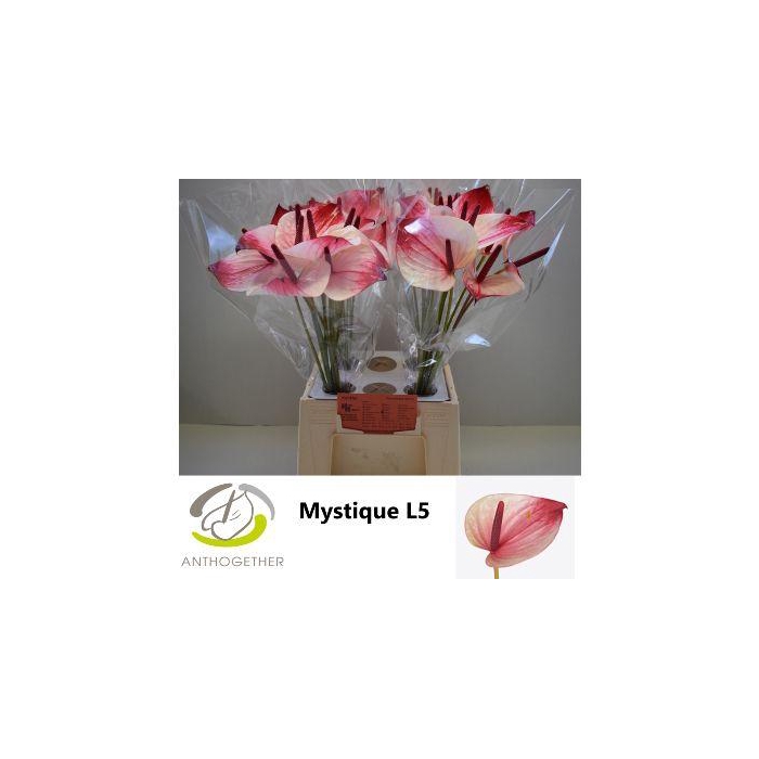 <h4>Anth A Mystique</h4>