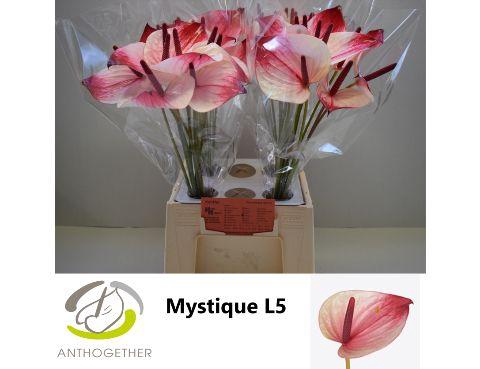 <h4>ANTH A MYSTIQUE</h4>