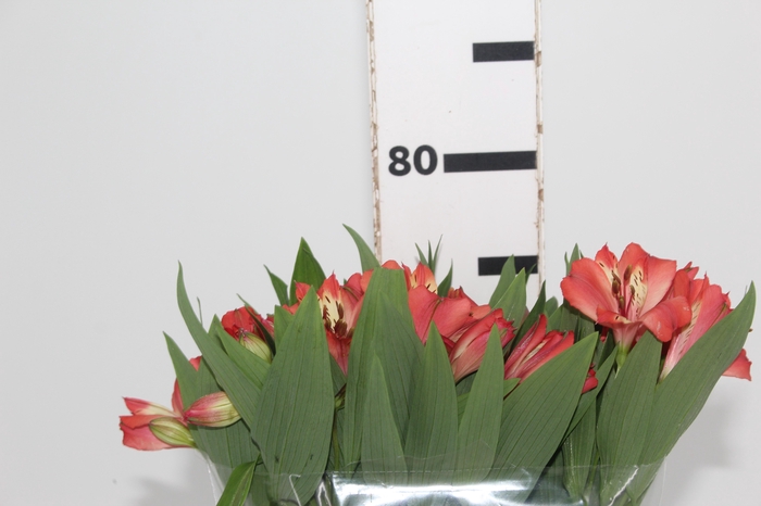 <h4>ALSTROEMERIA HOT PEPPER 080 CM</h4>