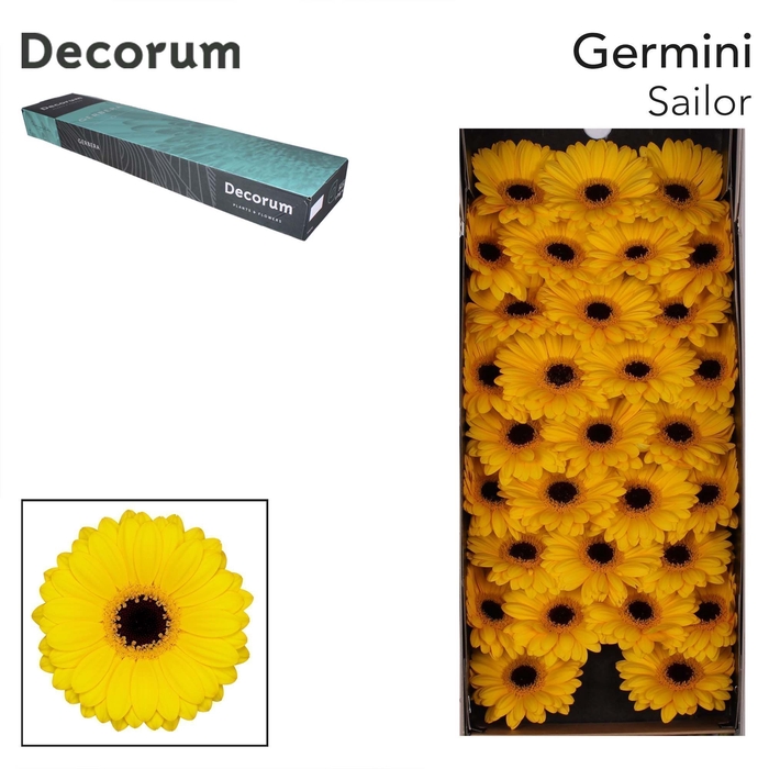 <h4>Germini Sailor Doos</h4>