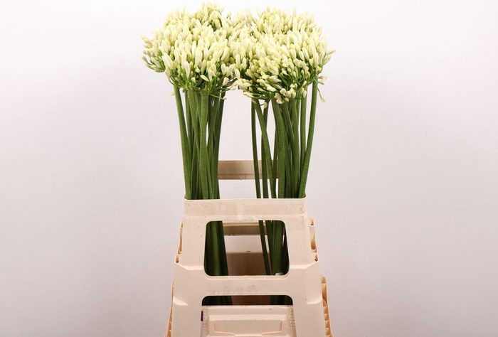 <h4>AGAPANTHUS  'GLETSJER'</h4>