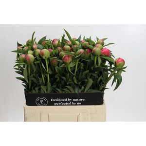 Paeonia Coral Charm