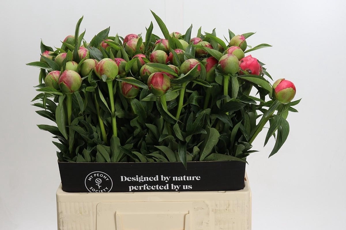 Paeonia Coral Charm