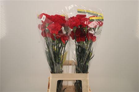 <h4>Di St Don Pedro</h4>