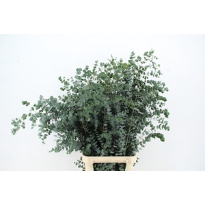 EUC GU AZURA 125CM
