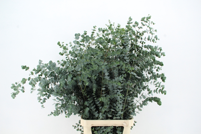 <h4>EUC GU AZURA 125CM</h4>