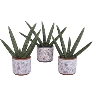 Sansevieria Cylindrica Handshake in Ø14cm Ceramic Pot Forest