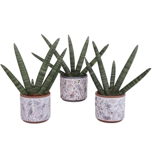 Sansevieria Cylindrica Handshake in Ø14cm Ceramic Pot Forest