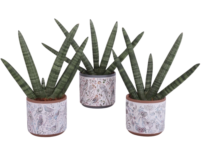 <h4>Sansevieria Cylindrica Handshake in Ø14cm Ceramic Pot Forest</h4>