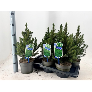 PICEA GL DECEMBER