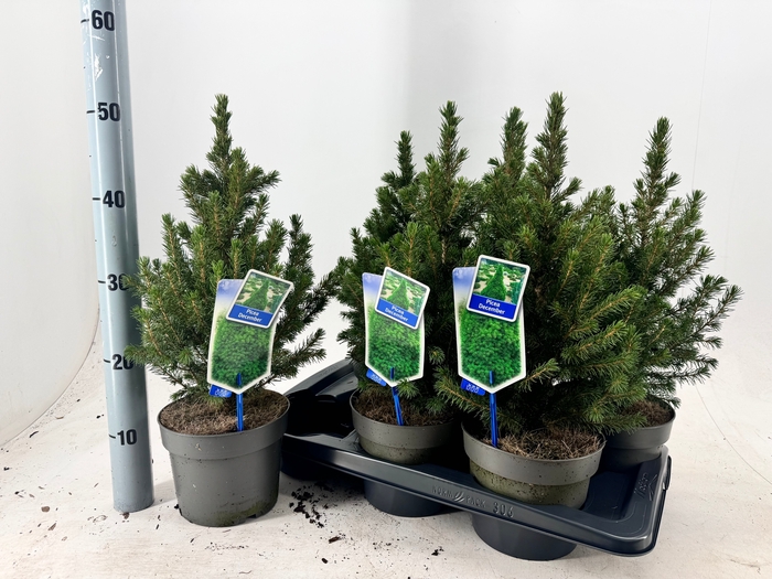 <h4>PICEA GL DECEMBER</h4>