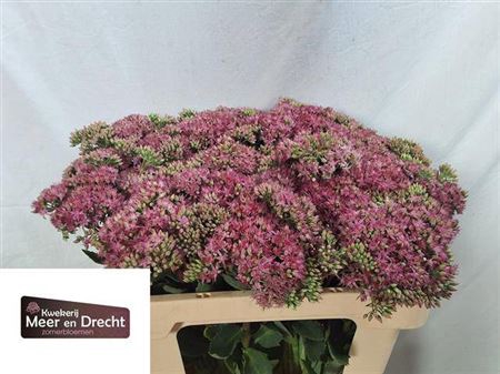 <h4>Sedum Sp Carl</h4>