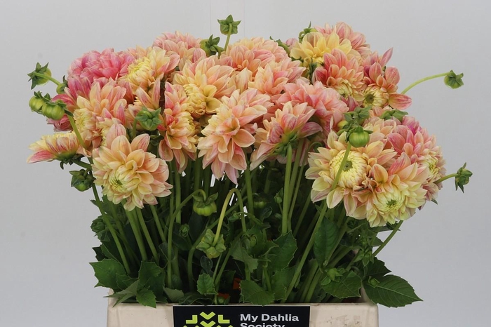 Dahlia Sweet Suzanne