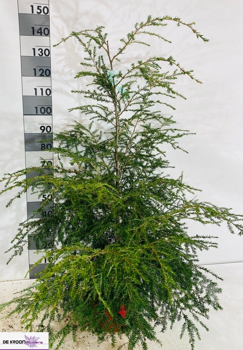 <h4>TSUG CANADENSIS</h4>