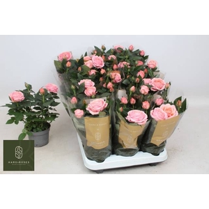 ROSA ADELE KORDANA