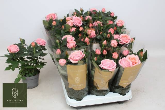 <h4>ROSA ADELE KORDANA</h4>