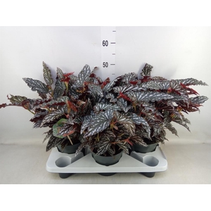 Begonia BD mac. 'Spotlight Dark'