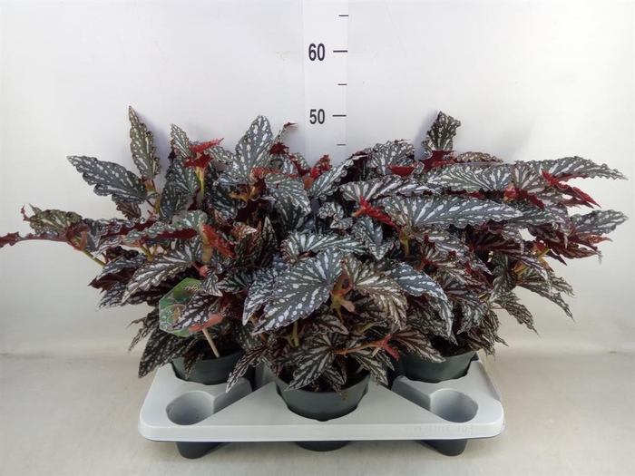<h4>Begonia BD mac. 'Spotlight Dark'</h4>
