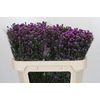 Aster Baby Pink