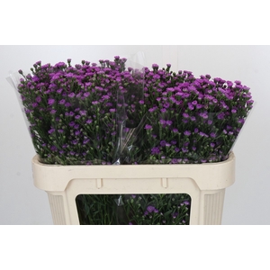 Aster Baby Pink