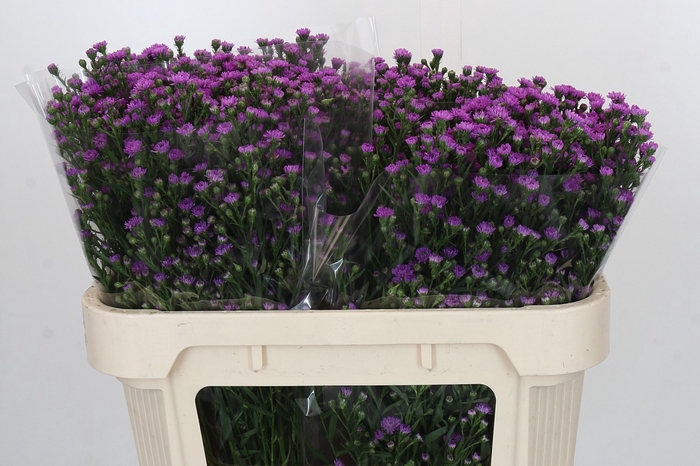 <h4>Aster Baby Pink</h4>