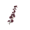 Delphinium Burgundy FL440208BUR