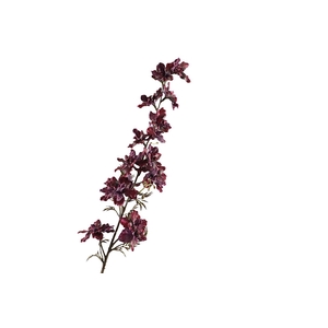 Delphinium Burgundy