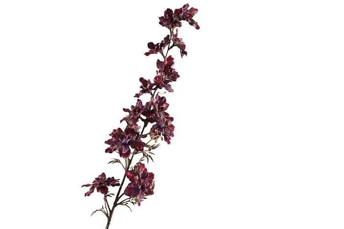 <h4>Delphinium Burgundy</h4>